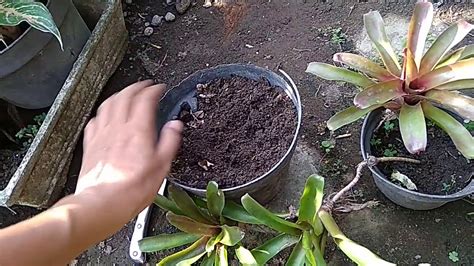 CARA MEMPERBANYAK BROMELIA DENGAN POTONG ANAKAN YouTube