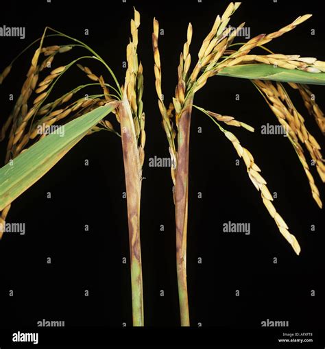 Sheath Rot Sarocladium Oryzae Lesions And Necrosis On Rice Flagleaf