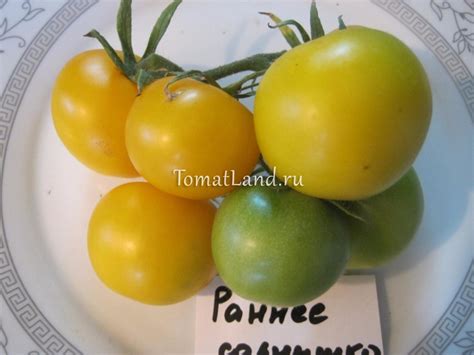 Томат Раннее солнышко: отзывы, фото, урожайность | tomatland.ru
