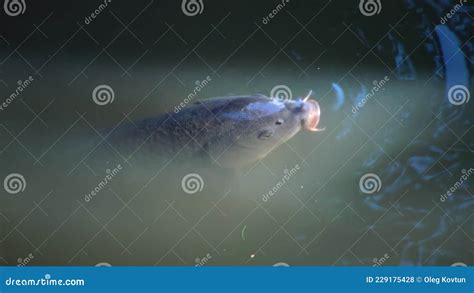 Big Fish, Carp is Catching Plankton and Eating it Stock Footage - Video ...