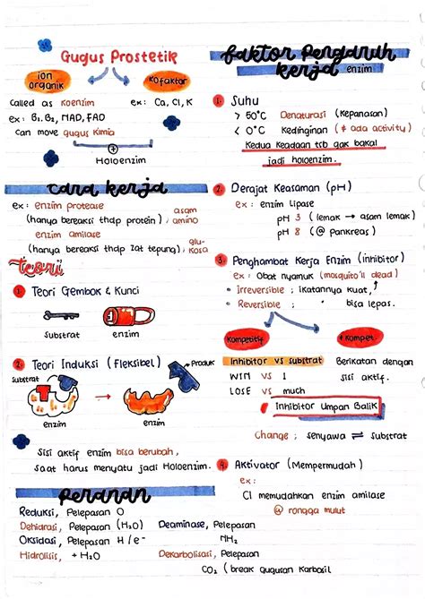 Pr Sekolah Biologi Metabolisme Enzim Kelas Artofit