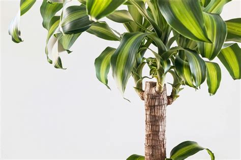 Best Indoor Plants For Low Light Bbc Gardeners World Magazine