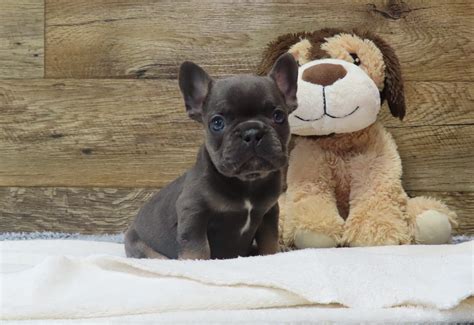 Puppy Lodge - Greenfield Puppies