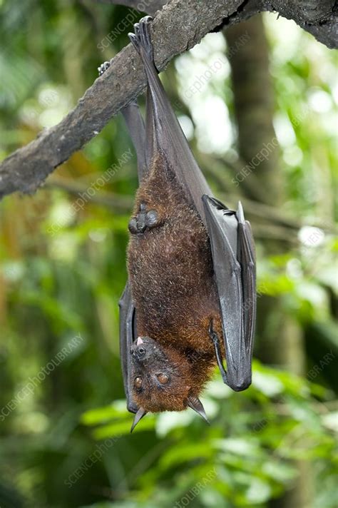 Malayan Flying Fox - Stock Image - C004/1995 - Science Photo Library