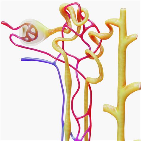 Kidney Nephron 3D Model