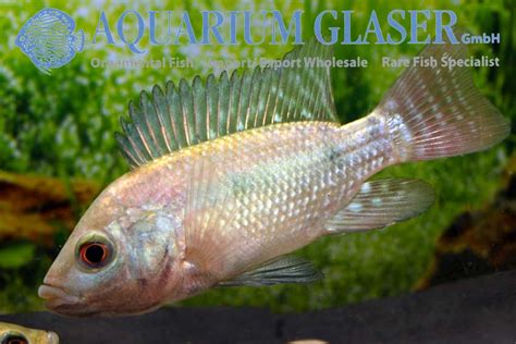 Oreochromis Niloticus Aquarium Glaser Gmbh