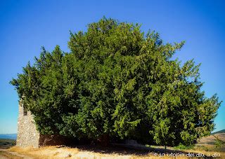 La utopía del día a día La utopía del día a día en El Bosque Habitado