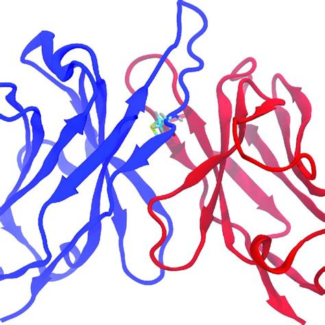 Three Dimensional Structure Homology Model Of The Fv Region Of The