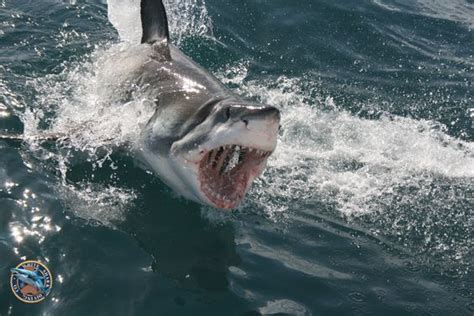 Predators and Preys | Shark pictures, White sharks, Great white shark