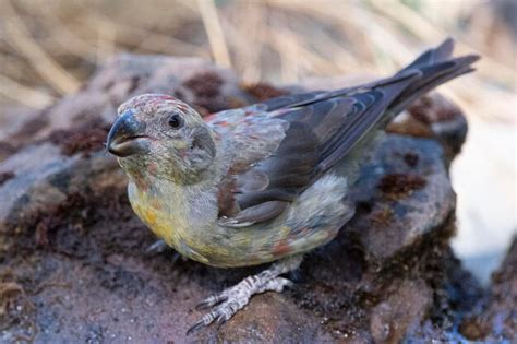 Premium Photo Common Crossbill Loxia Curvirostra Malaga Spain