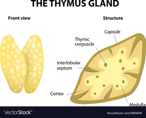 Thymus Royalty Free Vector Image Vectorstock