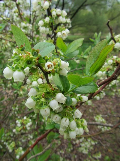 Blueberry Bush Flower