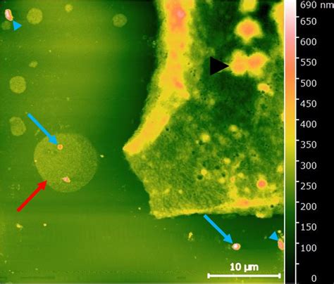 Correlative Imaging Of Cells With The Ls Afm