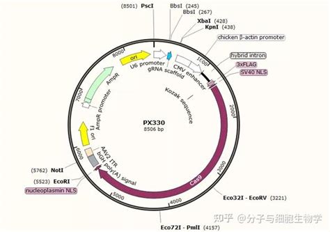 如何构建基因敲除细胞株 知乎