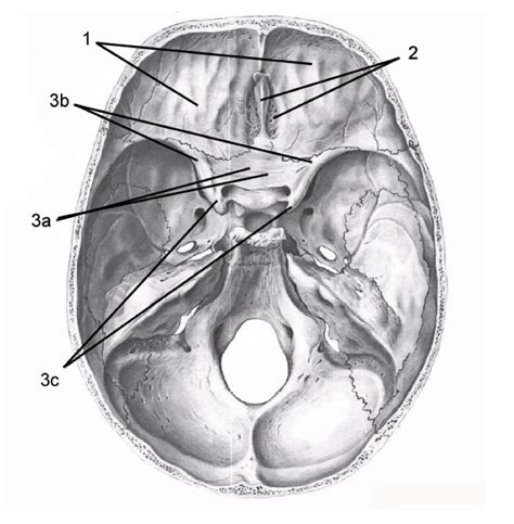 Cranium Anterior Cranial Fossa Diagram Quizlet