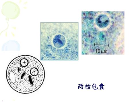 人体寄生虫实验课word文档在线阅读与下载免费文档