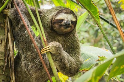 Ever heard of the brown-throated sloth? | Le Big Trip