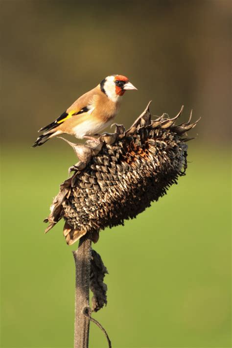 Vroege Vogels Foto Vogels Puttertje In De Zon