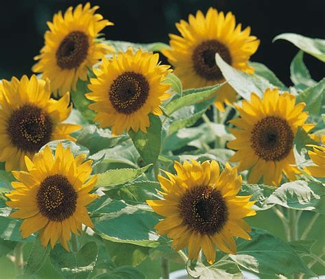 Helianthus Sunflower Big Smile Kings Seeds Direct