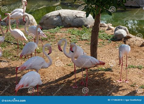 A Flock Of Beautiful Pink Flamingos A Flock Of Flamingo Birds Walking On The Green Grass Stock