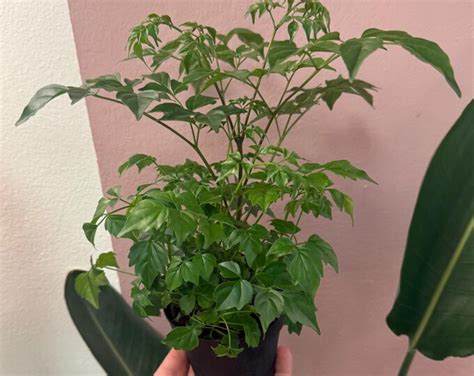 china doll plant  radermachera sinica houseplants indoor foliage