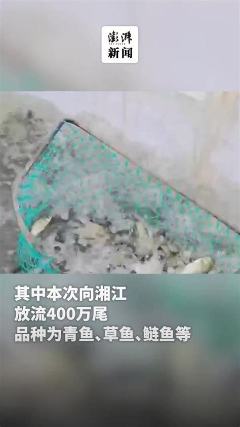 增殖放流！1700万尾鱼苗入湘江、渌江、洣水凤凰网视频凤凰网