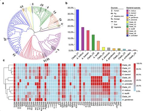 Genomic Characteristics Of Tet X Positive Acinetobacter Species A