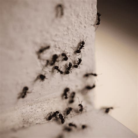 Carpenter Ant Treatment & Control | Pest Pros