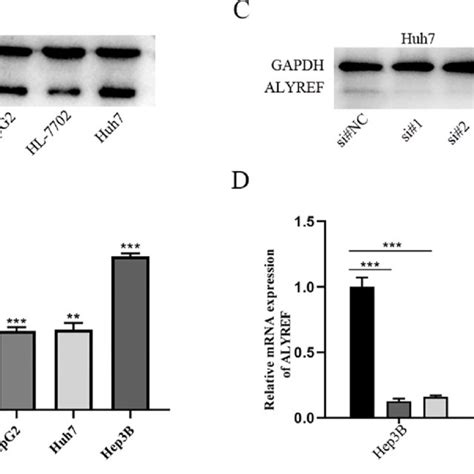 Alyref Expression In Hcc Cell Lines And Alyref Knockdown Efficiency