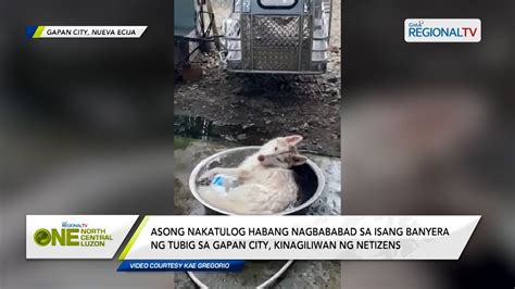 One North Central Luzon Asong Nakatulog Habang Nagbababad Sa Isang