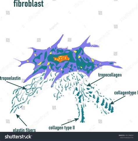 Fibroblast Dermis Cell Structure Fibroblast Celldetailed Stock Vector