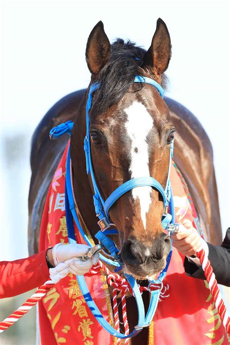 （画像・写真22）障害の「絶対王者」オジュウチョウサンが引退へ「踏み切ってジャンプぅ！」の名物アナが語る「最高すぎた3レース