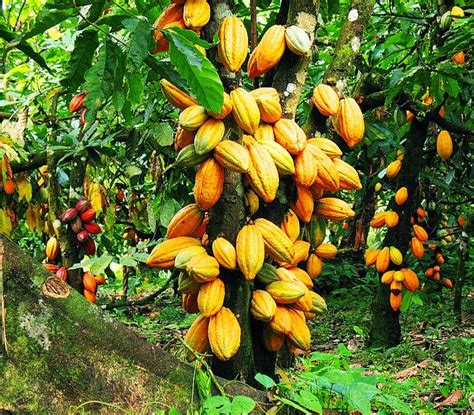 Fixation Du Prix Du Cacao La Commission De Lue Invit E Discuter