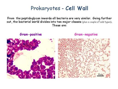 Prokaryotic Cell Structure Function How are Prokaryotes Different