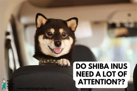 Do Shiba Inus Need A Lot Of Attention Fully Explained My Happy Husky