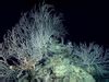 Deep sea coral secret garden found by scientists - Business Insider