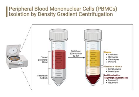 Peripheral Blood Mononuclear Cells Pbmcs Isolation By Density