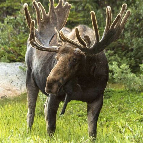 12 Revealing Facts About Moose - Factopolis