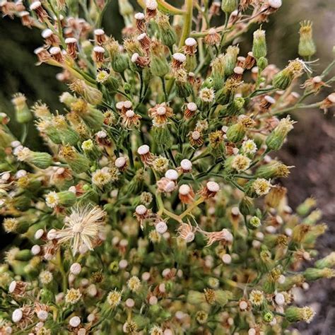 Tall Fleabane Erigeron Sumatrensis Weeds Of Melbourne