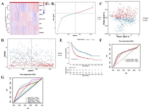 Validation Of The Prognostic Model In Cgga A Heatmap Of The Seven