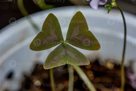 Oxalis purpurea, Oxalis triangularis blooming purple flowers in the ...