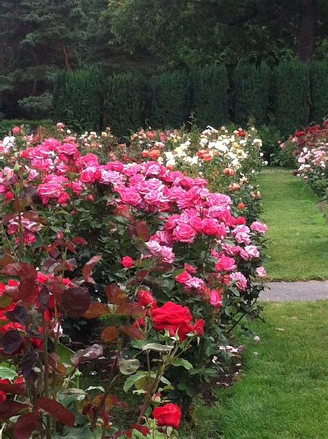 21 Washington Park Rose Garden Ideas To Consider | SharonSable