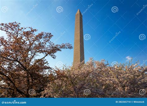 Stunning Image Of The Washington Monument With Cherry Blossoms In Full