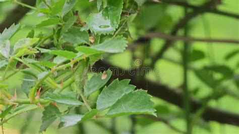 Powdery Mildew Or Sphaerotheca Pannosa On Rose Bushes Stock Video