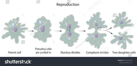 Reproduction of Amoeba Reproduction#Amoeba | Reproduction, Royalty free ...