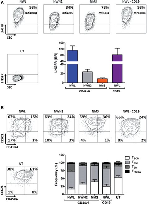 Characterization And Functional Analysis Of Cd44v6 Car T Cells Endowed