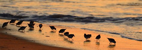 Assateague Island National Seashore Va — Jim Clark Photography