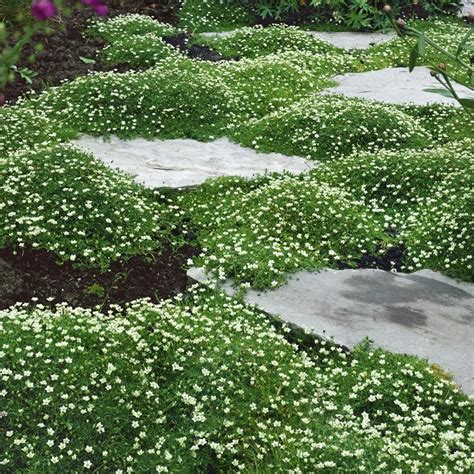 Walkable Groundcover Plants That Are Perfect For Paths Livingetc