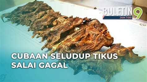 Cubaan Seludup Kg Tikus Salai Dalam Bagasi Gagal Youtube