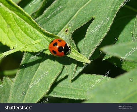 sevenspotted ladybug japan stock photo  shutterstock